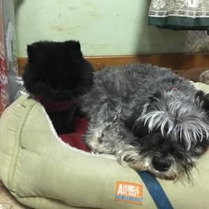 Meet your Posher, Ann